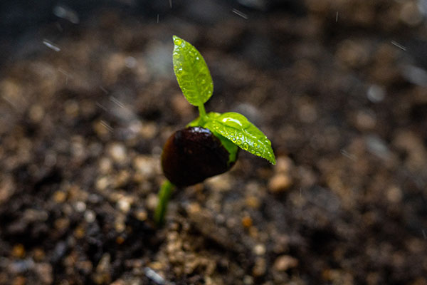 天合農林小氣候一體化氣象站解決方案　